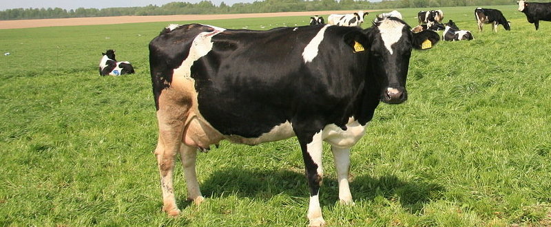 Использование защищенных жиров в рационах высокопродуктивных коров
